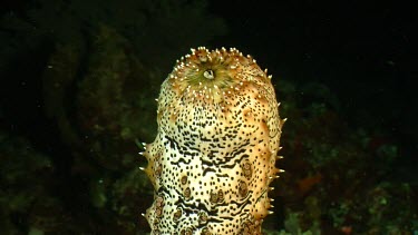 Blackspotted Sea Cucumber with rear end raised in water column