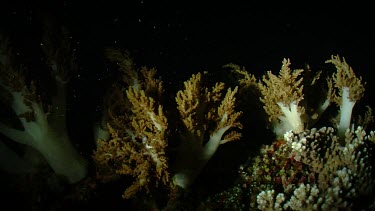 Coral reef at night