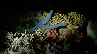 Starfish at night