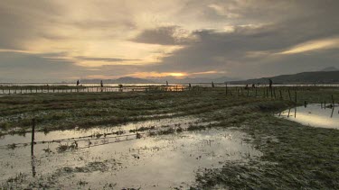 Villagers collecting Agar in low tide fields at sunset