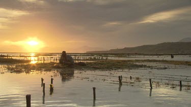 Villagers collecting Agar in low tide fields at sunset