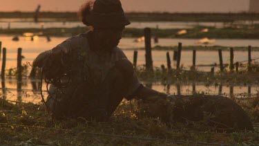 Villagers collecting Agar in low tide fields at sunset