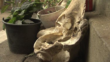 Whale vertebra in a garden