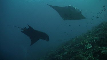 Scuba diver resting near Manta Rays on a reef