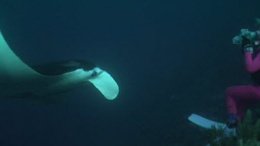 Manta Ray swimming by scuba diver