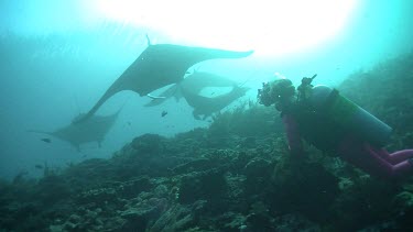 Scuba diver watching a group of Manta Rays swimming above a reef