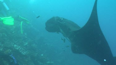 Manta Ray swimming by scuba divers on a reef
