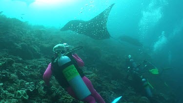 Scuba diver taking photos of a Manta Ray swimming over a reef