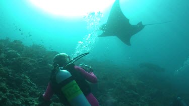 Scuba diver taking photos of Manta Rays swimming over a reef