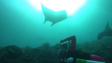 Scuba diver taking photos of Manta Rays swimming over a reef