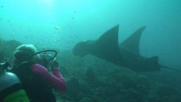 Scuba diver taking photos of a Manta Ray swimming over a reef