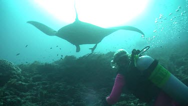 Manta Rays swimming over a scuba diver on a reef