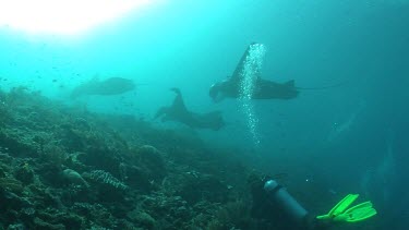 Scuba diver photographing Manta Rays as they swim over a reef