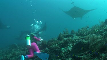 Scuba diver photographing Manta Rays as they swim over a reef