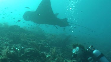 Scuba diver photographing a Manta Ray as it swims over a reef