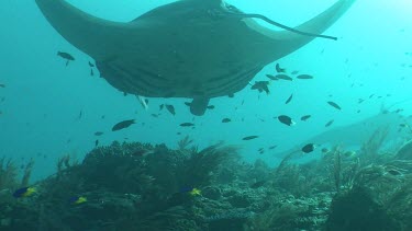 Close up of a Manta Ray swimming over a reef