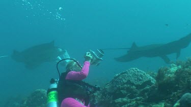 Scuba diver photographing Manta Rays as they swim over a reef