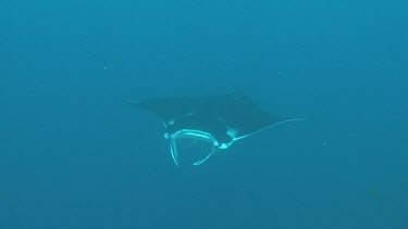 Close up of a Manta Ray swimming in open water