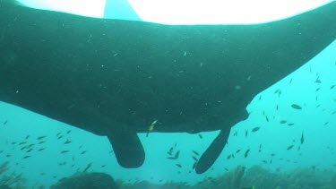 Close up of a Manta Ray swimming over a reef