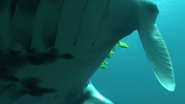 Close up of a Manta Ray swimming