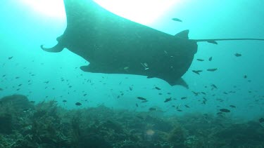 Close up of a Manta Ray swimming over a sunlit reef