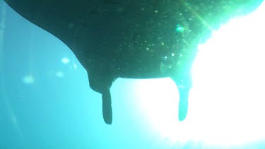 Close up of a Manta Ray swimming in sunlit open water