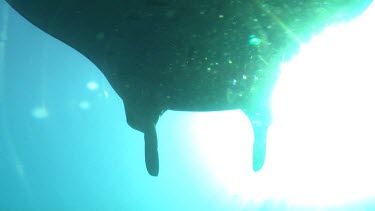 Close up of a Manta Ray swimming in sunlit open water