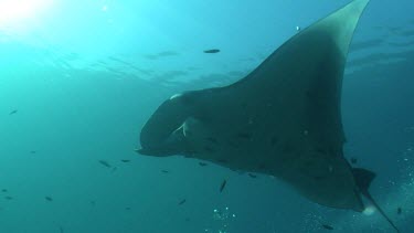 Close up of a Manta Ray swimming in sunlit open water