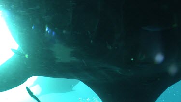 Close up of a Manta Ray swimming along a reef