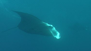 Close up of a Manta Ray swimming underwater