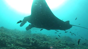 Close up of a Manta Ray swimming along a sunlit reef