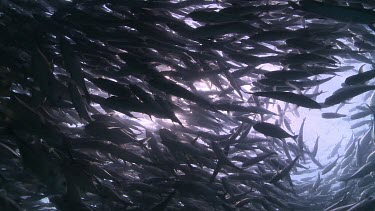 Large, dense school of Jackfish