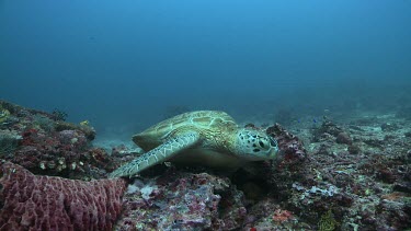 Green Sea Turtle resting on a coral reef