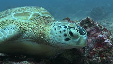 Close up of Green Sea Turtle on a coral reef
