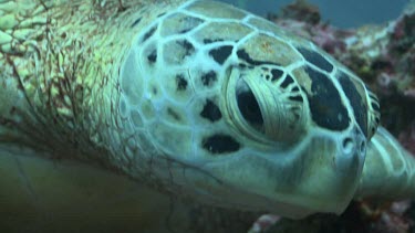 Close up of Green Sea Turtle eye