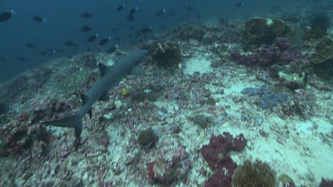 Whitetip Reef Shark swimming over a reef