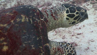 Hawksbill Sea Turtle feeding on a reef