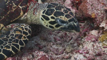 Hawksbill Sea Turtle feeding on a reef