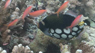 Clown Triggerfish swimming through a coral reef