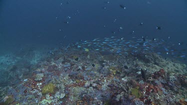 Schools of Bluestreak Fusilier, Whitetail Surgeonfish, and Many-Spotted Sweetlips