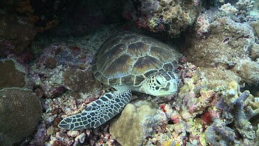 Green Sea Turtle swimming over a reef