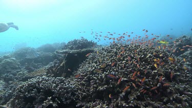 Green Sea Turtle swimming over a reef full of various fish