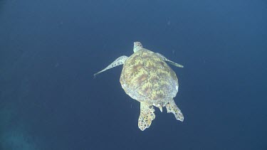Green Sea Turtle swimming in open water