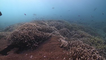 Various fish on a coral reef