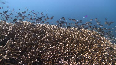 Various fish on a coral reef