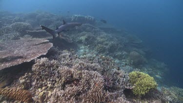 Various fish and Whitetip Reef Shark on a coral reef