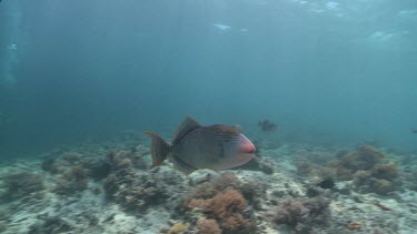 Triggerfish swimming aggressively