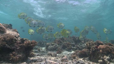 School of Golden Spadefish swimming over a reef