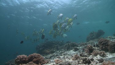 School of Golden Spadefish and Green Sea Turtle swimming over a reef