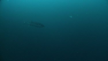 Tuna swimming in dark water